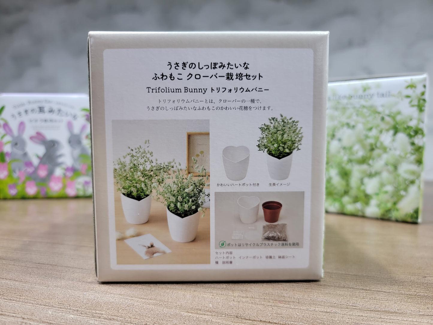 棉花兔尾三葉草盒子