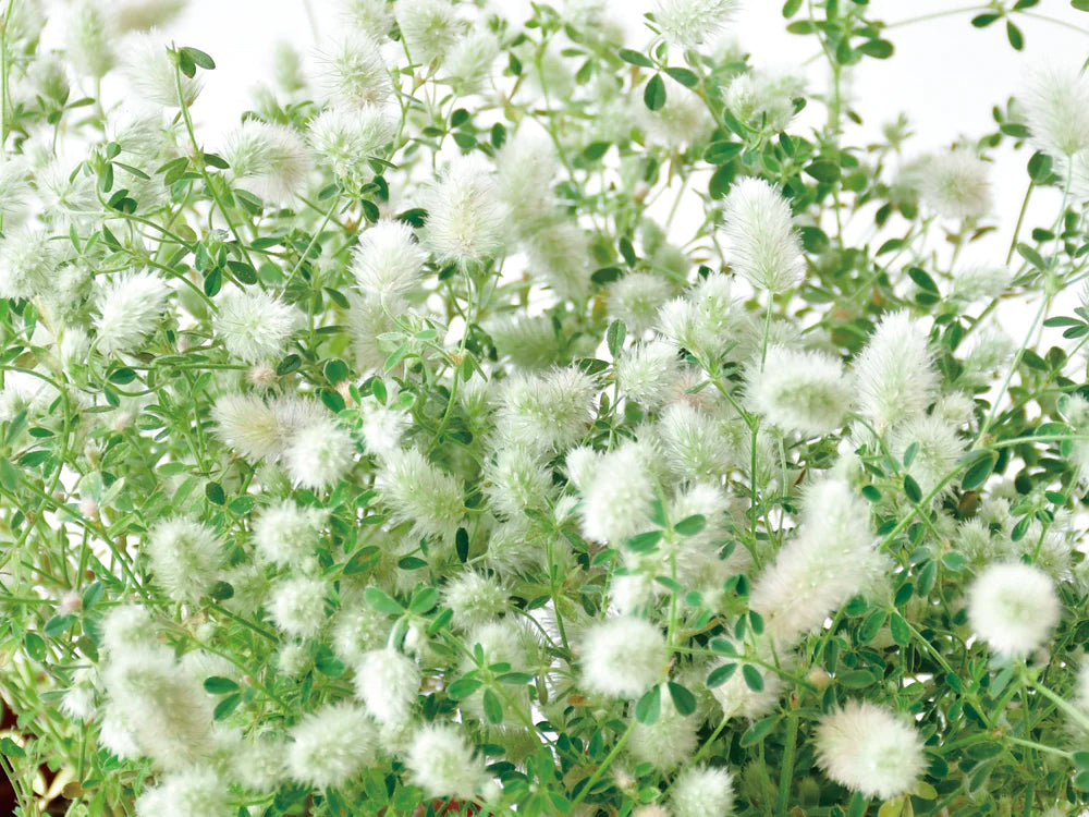 棉花兔尾三葉草盒子