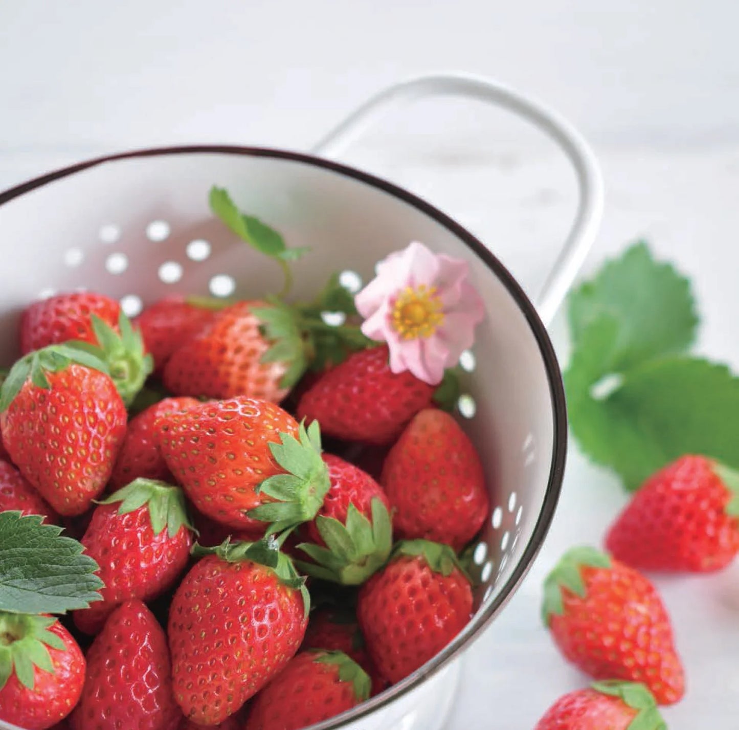 士多啤梨盒子 Strawberry Bloom pink flowers