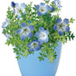 天空之花 Sky Blue Flower-Nemophila