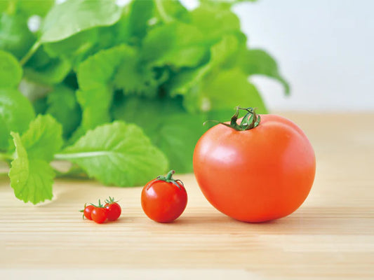 迷你番茄栽培套裝 MICRO TOMATO